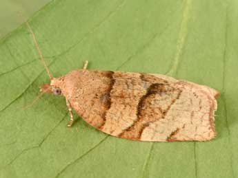 Pandemis cerasana Hb. adulte - �Philippe Mothiron