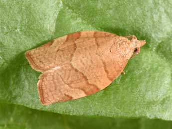 Pandemis cerasana Hb. adulte - �Philippe Mothiron