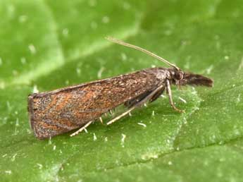 Platytes cerussella D. & S. adulte - �Philippe Mothiron