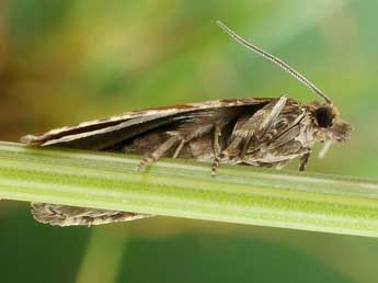 Celypha cespitana Hb. adulte - �Friedmar Graf