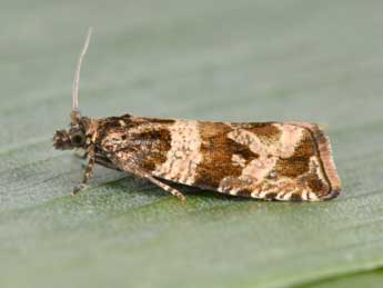 Celypha cespitana Hb. adulte - �Philippe Mothiron