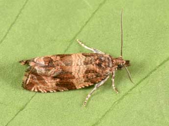 Celypha cespitana Hb. adulte - �Philippe Mothiron
