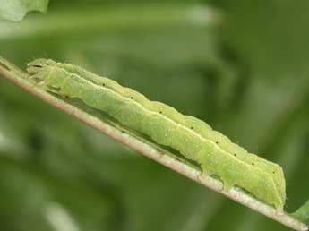  Chenille de Chrysodeixis chalcites Esp. - �Philippe Mothiron