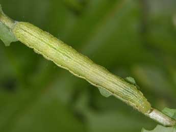  Chenille de Chrysodeixis chalcites Esp. - �Philippe Mothiron