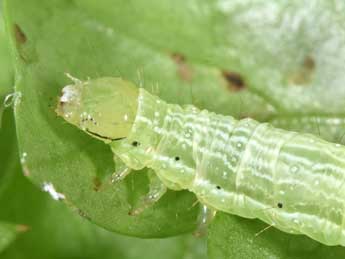  Chenille de Chrysodeixis chalcites Esp. - �Philippe Mothiron