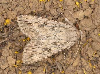 Eremohadena chenopodiphaga Rbr adulte - �Wolfgang Wagner, www.pyrgus.de