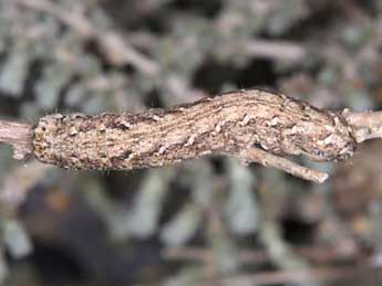  Chenille de Eremohadena chenopodiphaga Rbr - �Wolfgang Wagner, www.pyrgus.de