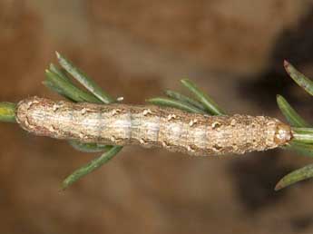  Chenille de Eremohadena chenopodiphaga Rbr - �Wolfgang Wagner, www.pyrgus.de