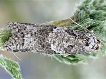 Cnephasia chrysantheana Dup. adulte - �Friedmar Graf