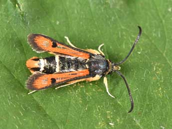 Pyropteron chrysidiforme Esp. adulte - �Philippe Mothiron