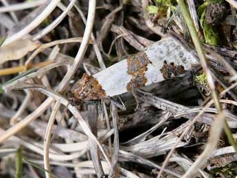 Periclepsis cinctana D. & S. adulte - �Emmanuelle Champion