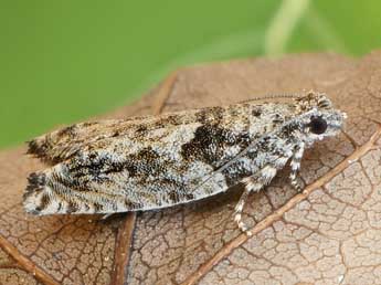 Epinotia cinereana Hw. adulte - �Friedmar Graf