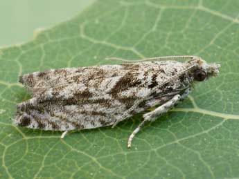 Epinotia cinereana Hw. adulte - �Friedmar Graf