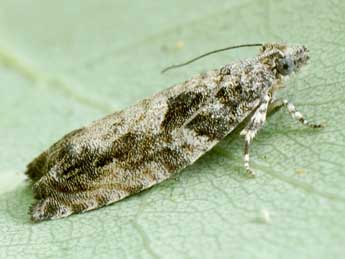 Epinotia cinereana Hw. adulte - �Friedmar Graf