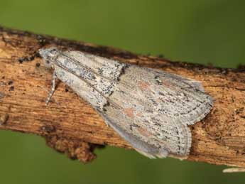 Merulempista cingillella Z. adulte - �J�rg Schmid