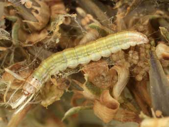  Chenille de Merulempista cingillella Z. - �J�rg Schmid