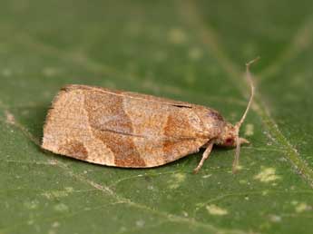 Pandemis cinnamomeana Tr. adulte - �Lionel Taurand