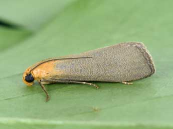 Eurhodope cirrigerella Zck. adulte - �Philippe Mothiron