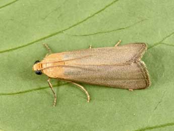 Eurhodope cirrigerella Zck. adulte - �Philippe Mothiron