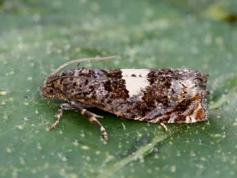 Epiblema cirsiana Z. adulte - �Lionel Taurand