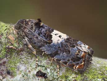 Epiblema cirsiana Z. adulte - �Patrick Clement