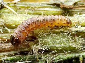  Chenille de Epiblema cirsiana Z. - �Philippe Mottet