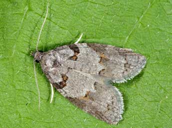 Eana clercana J. Joan. adulte - �Michel Billard