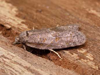 Eana clercana J. Joan. adulte - �Lionel Taurand