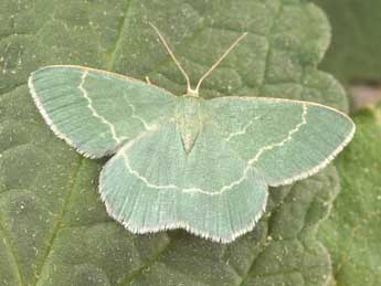 Chlorissa cloraria Hb. adulte - �Philippe Mothiron