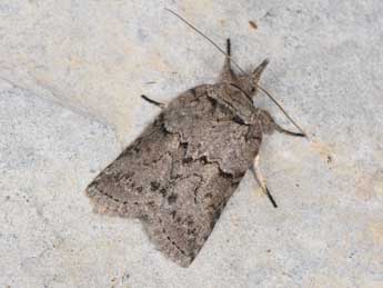 Nycteola columbana Turner adulte - �Philippe Mothiron