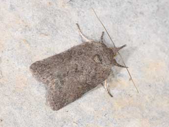 Nycteola columbana Turner adulte - �Philippe Mothiron