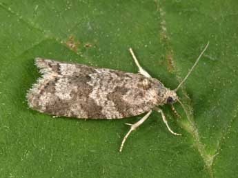 Cnephasia communana H.-S. adulte - �Philippe Mothiron