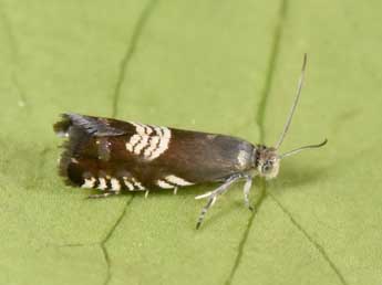 Grapholita compositella F. adulte - �Philippe Mothiron