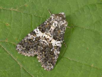 Hadena compta D. & S. adulte - �Philippe Mothiron