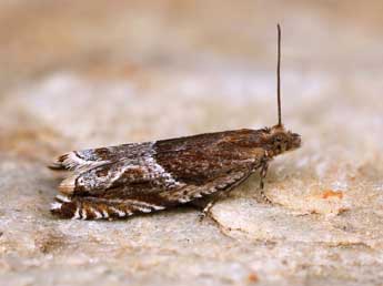 Ancylis comptana Fr�l. adulte - �Lionel Taurand