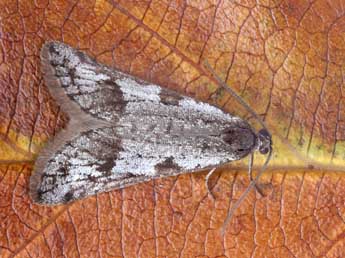 Exapate congelatella Cl. adulte - �Patrick Clement