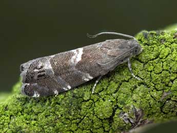 Cydia coniferana Saxesen in Ratz. adulte - �Patrick Clement