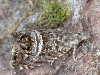 Dichrorampha consortana Stph. adulte - �Horst Pichler