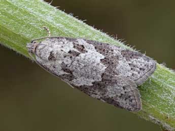 Cnephasia conspersana Doug. adulte - �Patrick Clement