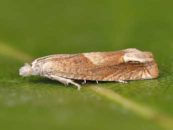 Eucosma conterminana Gn. adulte - �Lionel Taurand