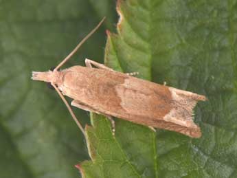 Eucosma conterminana Gn. adulte - �Philippe Mothiron