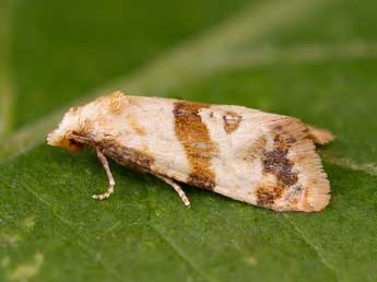 Phalonidia contractana Z. adulte - �Lionel Taurand