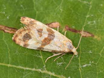 Phalonidia contractana Z. adulte - �Philippe Mothiron