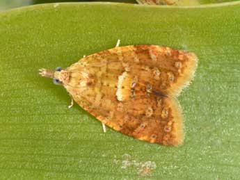 Pseudargyrotoza conwagana F. adulte - �Philippe Mothiron