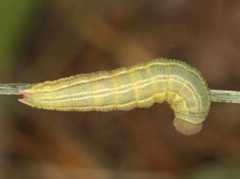  Chenille de Coenonympha corinna Hb. - �Wolfgang Wagner, www.pyrgus.de