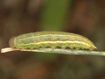  Chenille de Coenonympha corinna Hb. - �Wolfgang Wagner, www.pyrgus.de