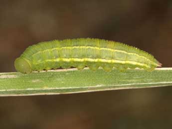  Chenille de Coenonympha corinna Hb. - �Wolfgang Wagner, www.pyrgus.de