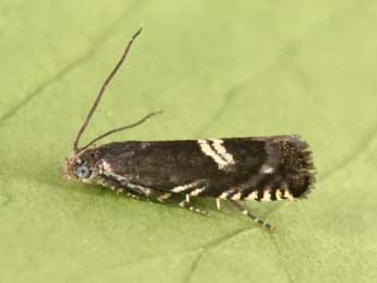 Grapholita coronillana Z. adulte - �Philippe Mothiron