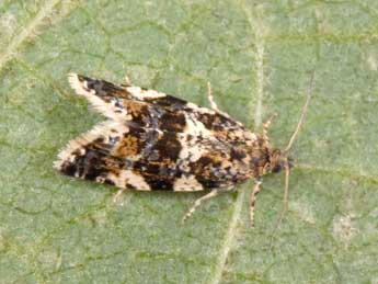 Aterpia corticana D. & S. adulte - �Philippe Mothiron