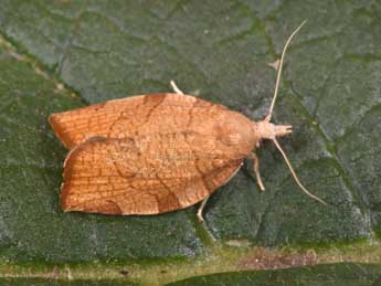 Pandemis corylana F. adulte - �Philippe Mothiron